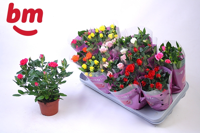 <h4>RO B MONDE GEM 7 SRT</h4>