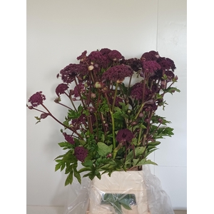 ANGELICA GIGAS
