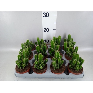 Cereus per. 'Florida'