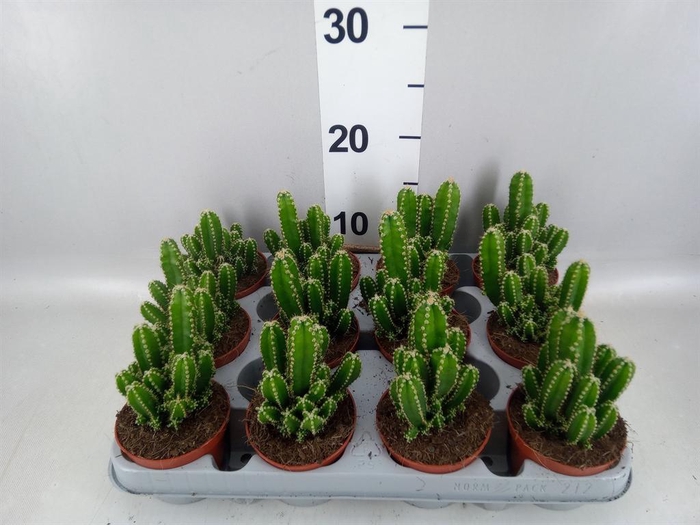 <h4>Cereus per. 'Florida'</h4>