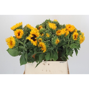 Helianthus Orange Fire