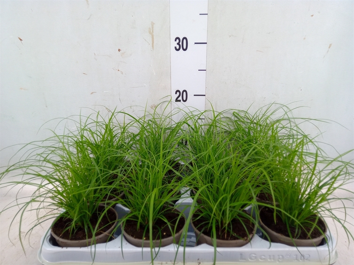 <h4>Carex brunnea</h4>