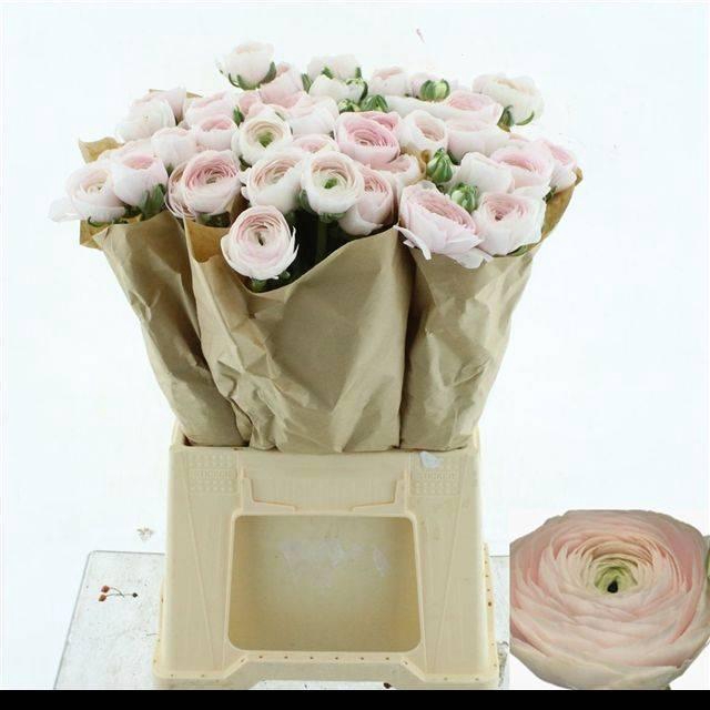 <h4>RAN SU HANOI</h4>