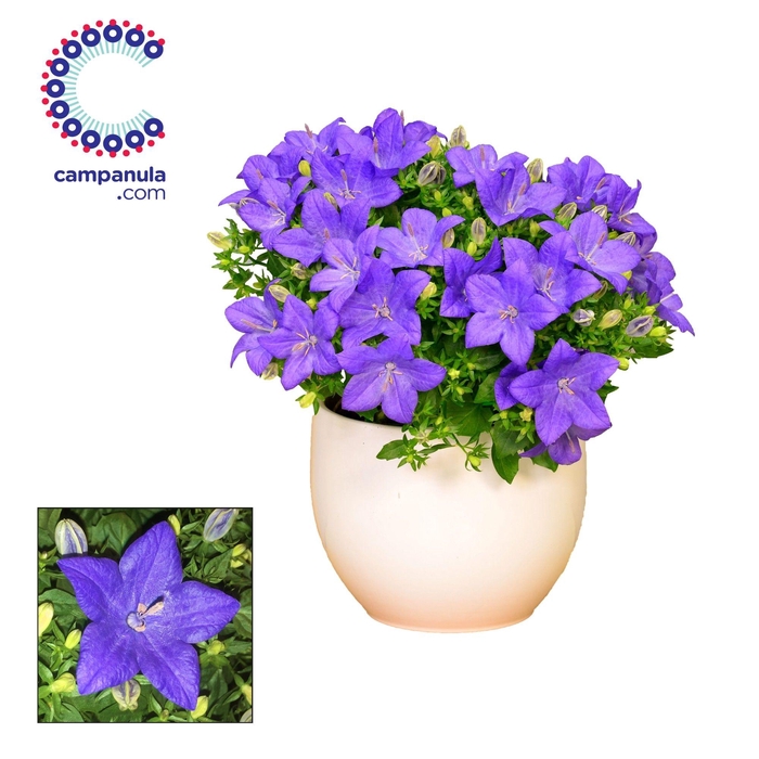 <h4>Campanula 'Napoli' Melanie</h4>