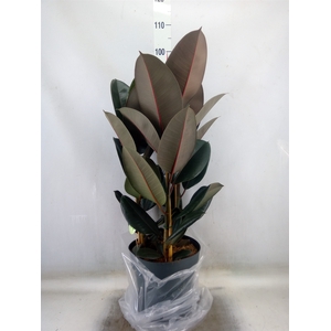 Ficus elastica 'Abidjan'
