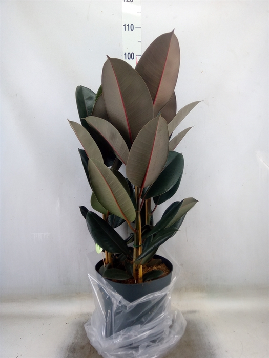 <h4>Ficus elastica 'Abidjan'</h4>