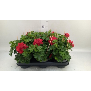 Pelargonium zona.   ...F1