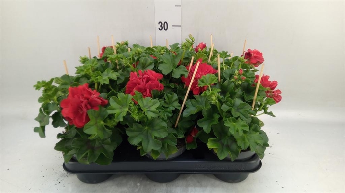<h4>Pelargonium zona. ...F1</h4>