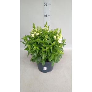 Antirrhinum  'FloriniDiana White'