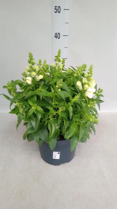 <h4>Antirrhinum  'FloriniDiana White'</h4>