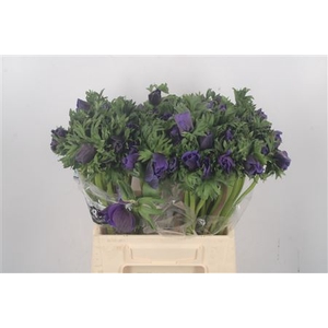 Anemone Galil Fr Blue