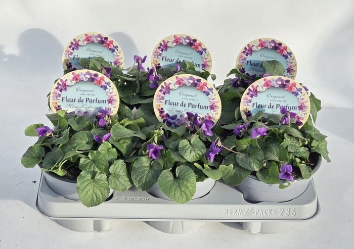 <h4>Viola odorata</h4>