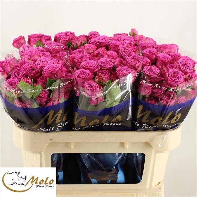 <h4>R TR CLAS SENSATION@</h4>