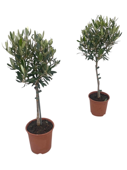 <h4>Olea europaea "op stam"</h4>