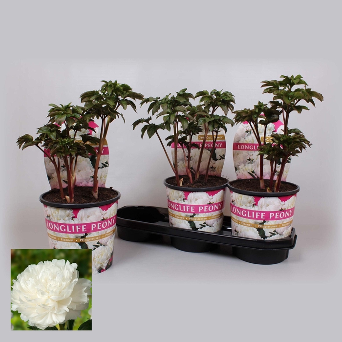 <h4>Paeonia 19CM Wit Longlife</h4>
