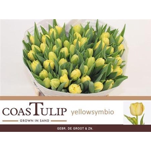 Tu Du Yel Symbiose [coas]