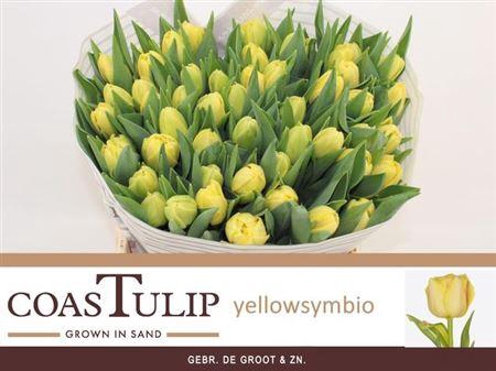 <h4>Tu Du Yel Symbiose [coas]</h4>