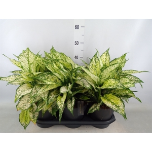 Aglaonema  'White Kiwi'