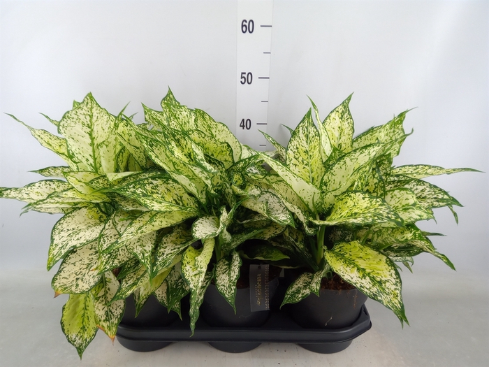 <h4>Aglaonema  'White Kiwi'</h4>