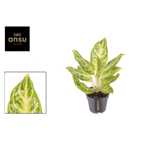 Aglaonema Citrus Glow