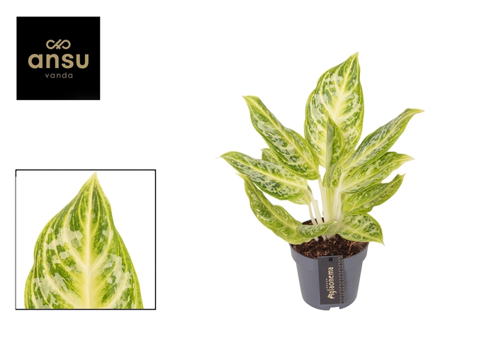 <h4>Aglaonema Citrus Glow</h4>