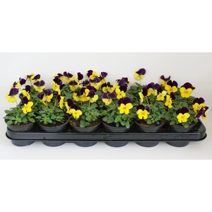 Viola Co Geel Paarse Vlag