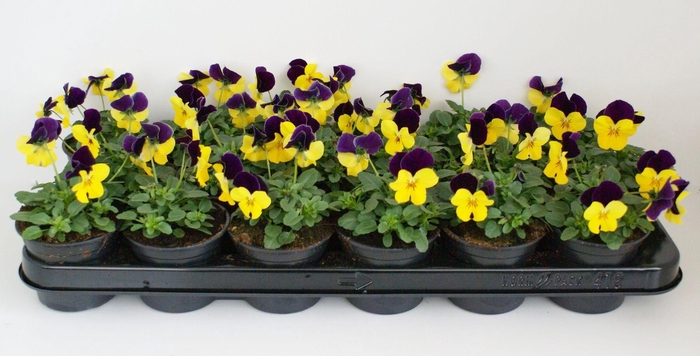 <h4>Viola Co Geel Paarse Vlag</h4>