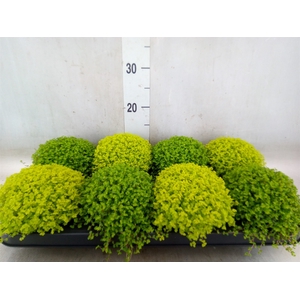 Soleirolia soleirolii   ...mix 2