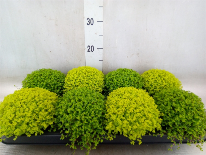 <h4>Soleirolia soleirolii   ...mix 2</h4>