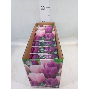 Tulipa   ...flowerbulbs