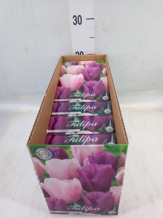 <h4>Tulipa   ...flowerbulbs</h4>