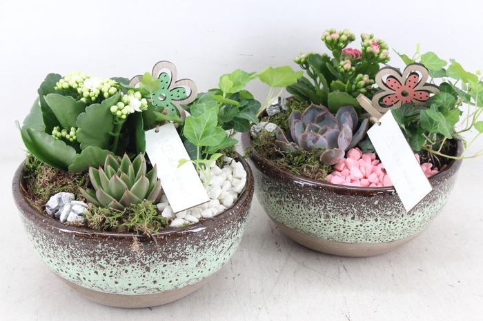 <h4>arr2 MB - Ker. schaal sandy 285/5 - roze/wit</h4>