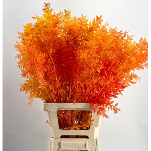 dried Ruscus Bleached Autumn