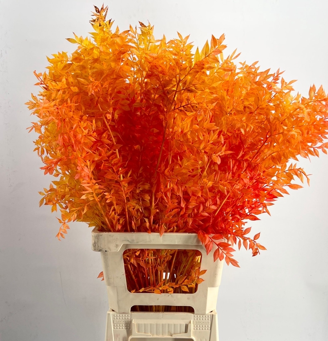 <h4>dried Ruscus Bleached Autumn</h4>
