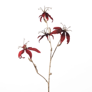 Af Gloriosa X4 L80cm Red