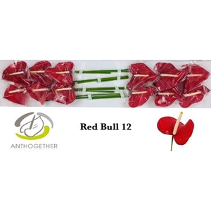 ANTHURIUM ANDR. 'RED BULL'