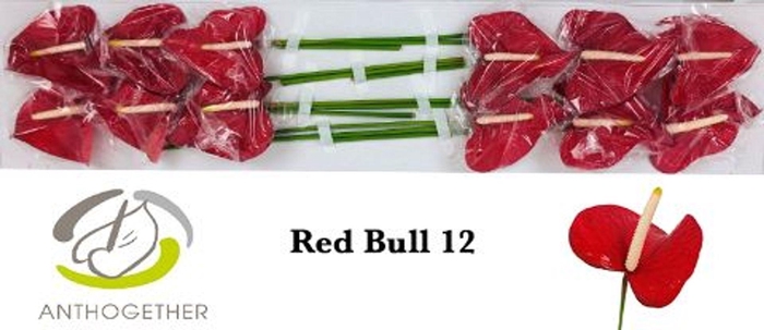<h4>ANTHURIUM ANDR. 'RED BULL'</h4>