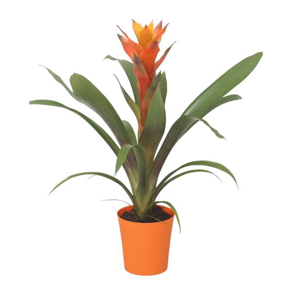 <h4>Guzmania Variada in oranje kunststof pot</h4>