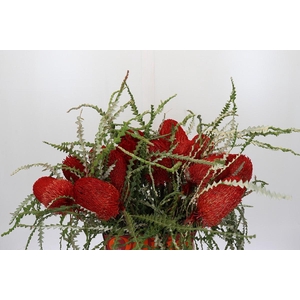 Banksia Speciosa Red