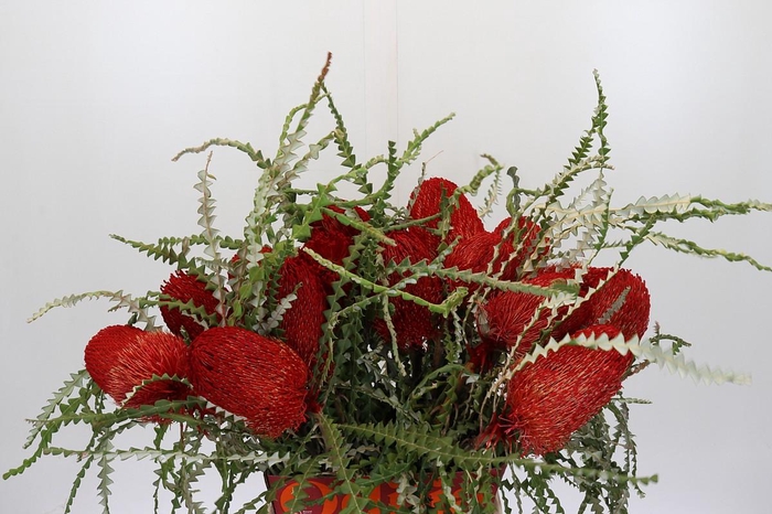 <h4>Banksia Speciosa Red</h4>