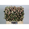 SYMPHORICARPOS PB 'CHARMING FANTAS'