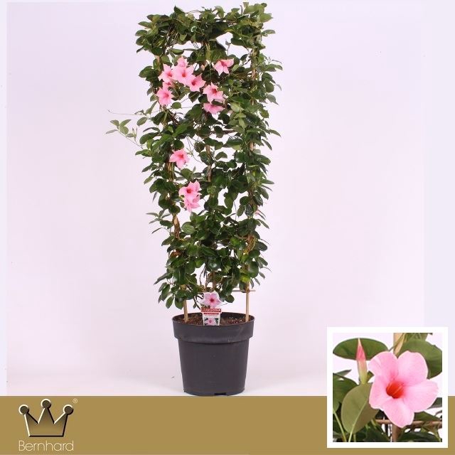 <h4>Mandevilla  'Sundavil Cream Pink'</h4>