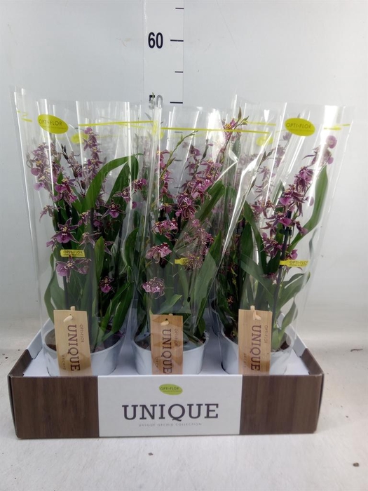 <h4>Oncidium ...</h4>