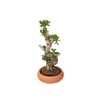 BONSAI FICUS MICROCARPA GINSENG VB C21