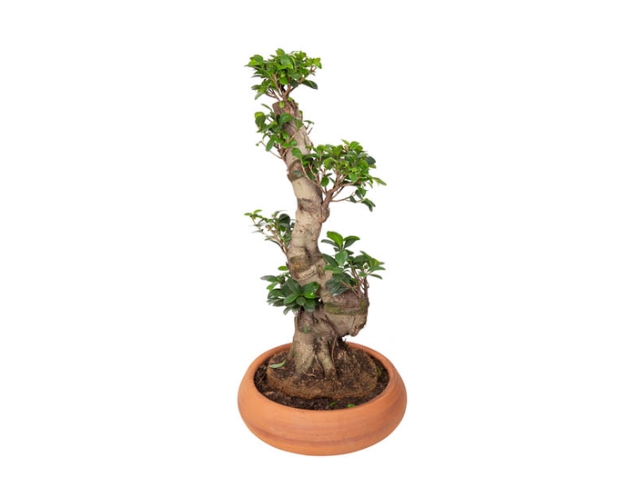 BONSAI FICUS MICROCARPA GINSENG VB C21