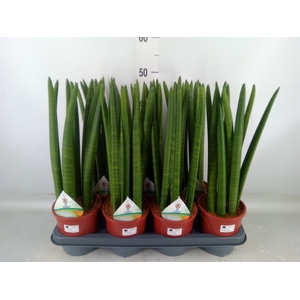 Sansevieria cyl.  ...