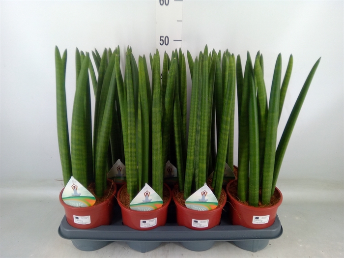 <h4>Sansevieria cyl.  ...</h4>