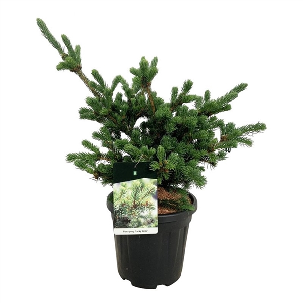 <h4>Picea pung. 'Lucky Strike'</h4>