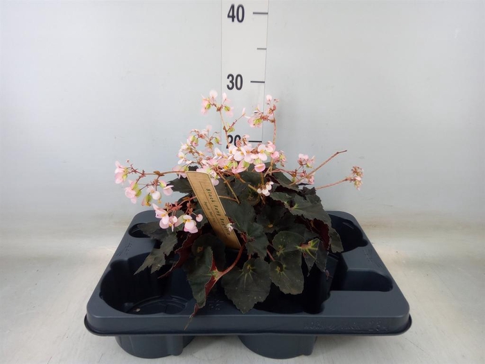 <h4>Begonia BD   ...</h4>