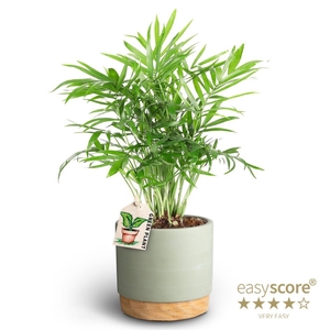CHAMAEDOREA ELEGANS P10 WB GREEN